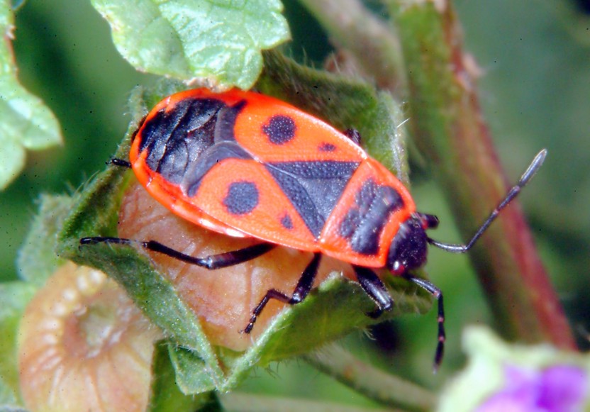 Oryctes nasicornis e altri